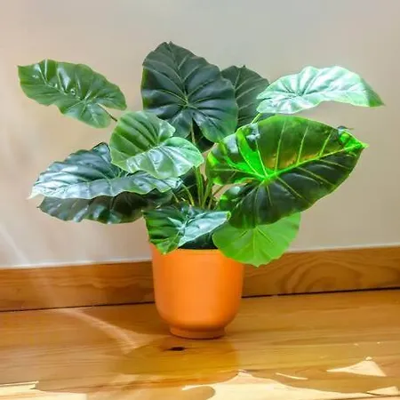 Alfama Charming Apartman Lisboa